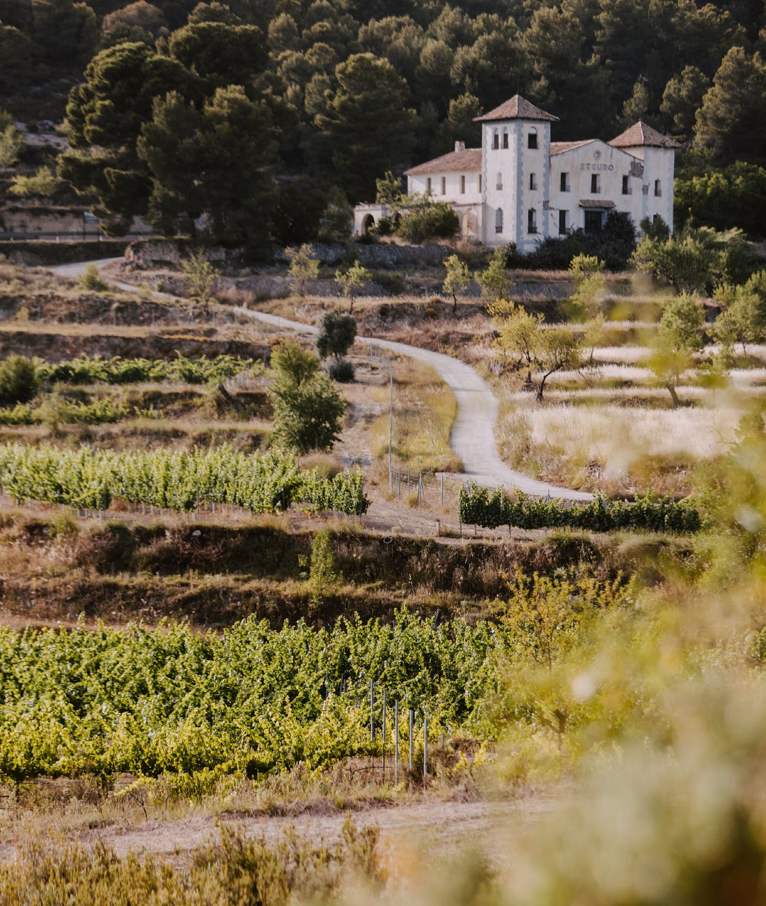 finca_seuguro_hola_03